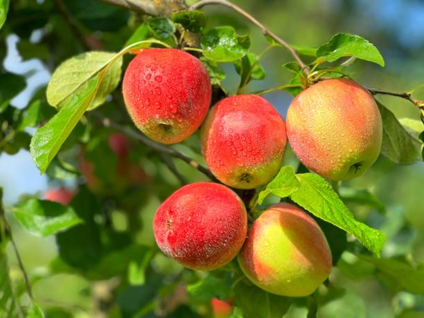istock Real apples on tree branch in the fruit garden. 1912260107