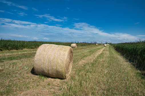 Wheat Fields With Rolls Of Hay At Harvest Near Spokane, Washington