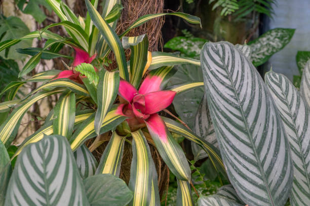 istock Detail shot with tropical plants 1912279975