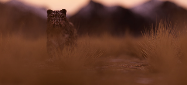 Snow leopard on grass plain in valley at sunrise.