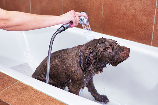 Chocolate-colored water dog or woolly dog receiving a bath with affection and love from the veterinarian