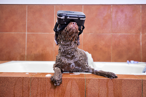 A Spanish woolly water dog enjoys his artificial intelligence glasses in the bathroom of the veterinary clinic