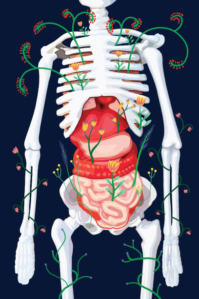 illustrations, cliparts, dessins animés et icônes de squelette humain et fleurs - engraved image engraving liver drawing