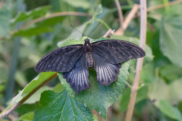 black butterfly Papilio memnon
