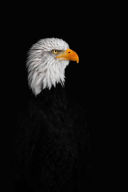 istock A Side-Portrait of a Bald Eagle ( Haliaeetus leucocephalus ) 1912309127