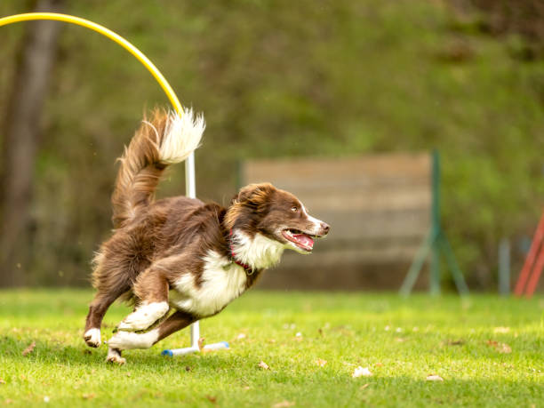 istock Fast australian shepherd dog is running through an arc in Hoopers course. 1912312210