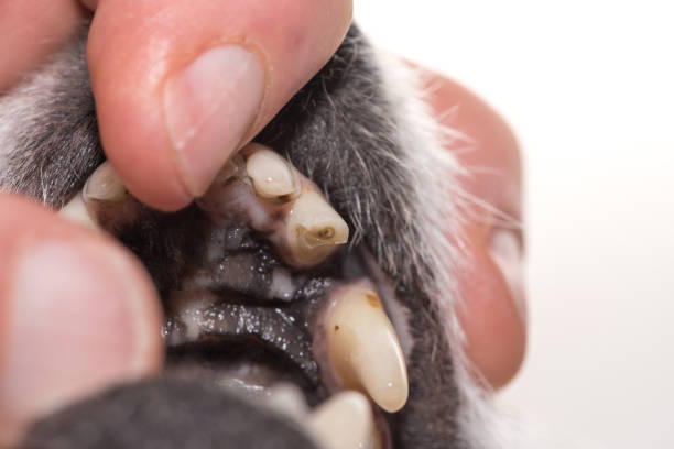Asian man taking chihuahua's paw.