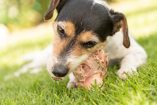 small cute Jack Russell Terrier dog eats a bone with meat and chews outdoor