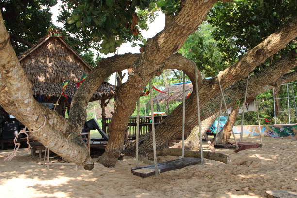 istock this is a tree house built into a tree in the sand 1912317444