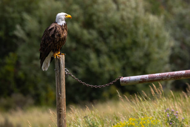 istock bald eagle perched in beautiful light, seen in the wild in  Montana 1912320013