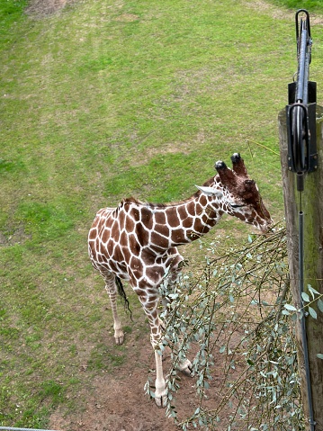 A close-up image of a giraffe reaching its long neck to feed on the leaves of a tree situated in a savannah landscape