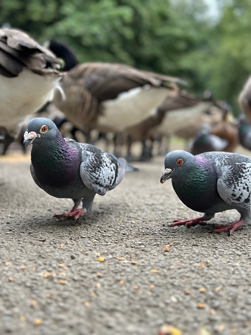 A flock of pigeons is perched on paved ground near a body of water and a grove of trees