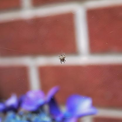 A close-up image of a spider perched in the center of a web adorned with delicate flowers