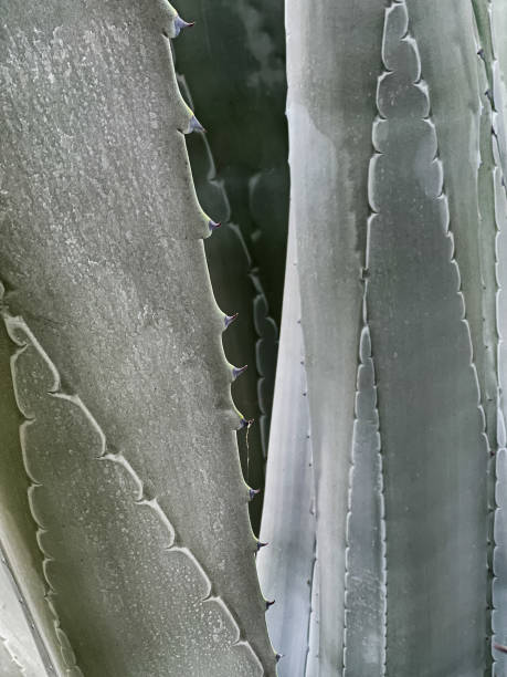 istock Background of Agave Cactus 1912344930