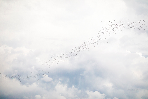 Flight of swarm of  thai bats in overcast sky  in Phitsanukok province
