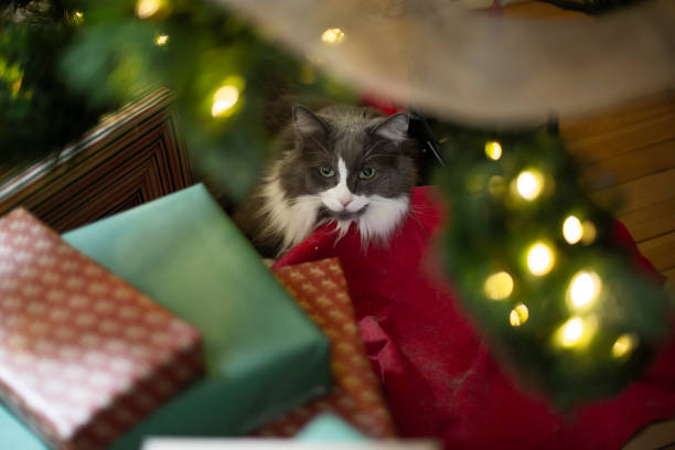 istock Cat hiding behind Christmas gift 1912350682