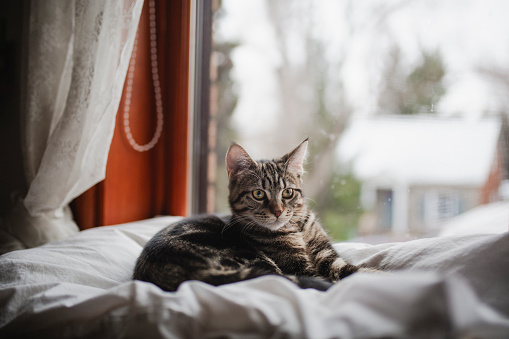 Domestic cat, window sill, relaxation, pets