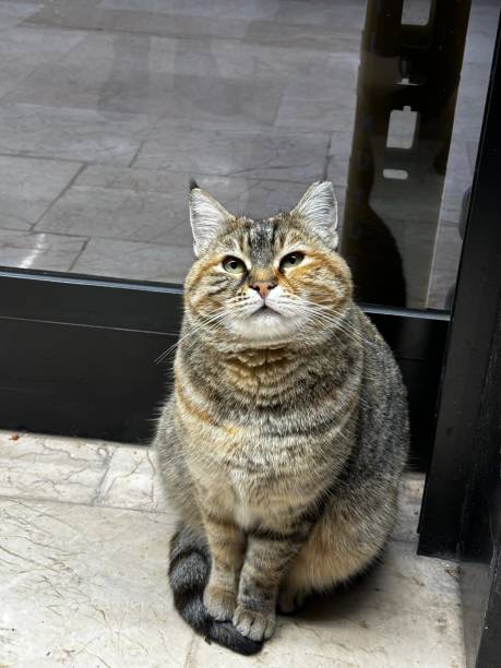 istock Cute very sweet innocent looking yellow tabby cat 1912361585