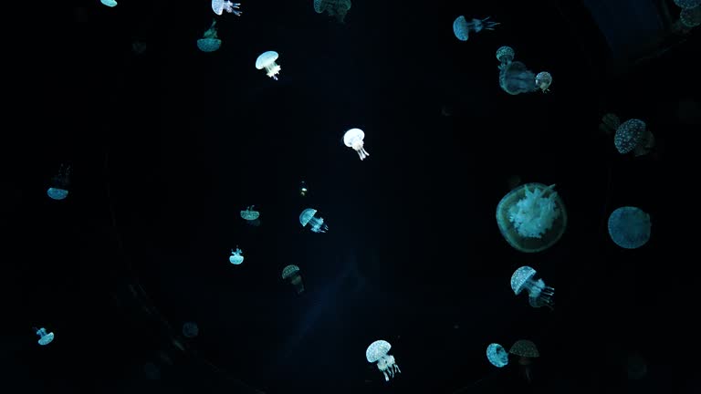 Wide shot Jelly fish swim in the dark