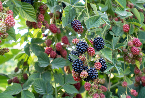 Berries Hybrid of blackberries and raspberries (black raspberries) in the garden. Natural background.