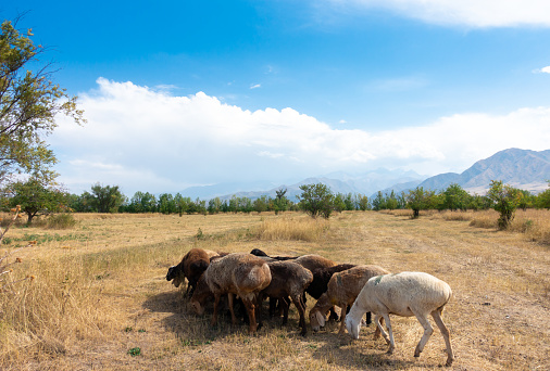 A herd of sheep grazing. Meat fat-tailed sheep in nature