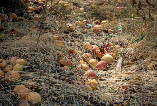 Rotten apples fallen into the grass. Unharvested, lost harvest.