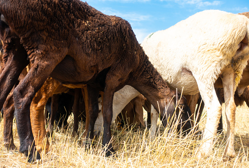 A gaucho sits on his horse near a flock of sheep. Photo was taken in Los Glaciares National Park, Argentina