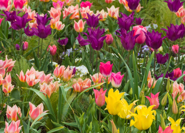 istock Colorful Tulips in Park 1912383013