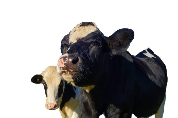istock Crazy Cows in front of white background 1912388772