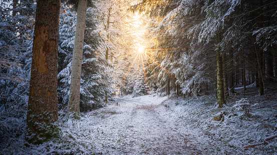 The sun shines through the treetops in the snow-covered Black Forest