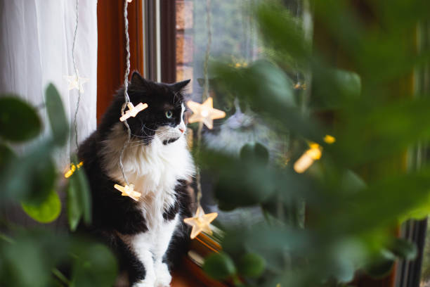 animal, domestic cat, Christmas light, House plant