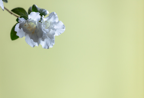 White azalea flowers against green background
