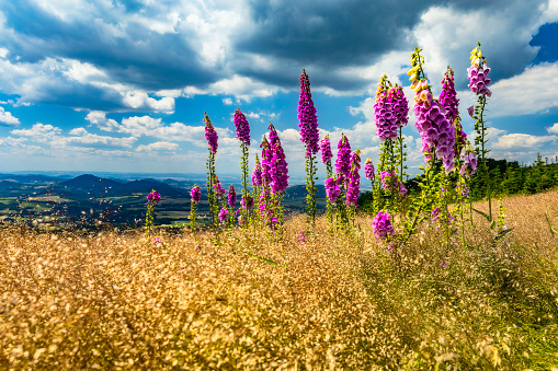 Flower Panorama.  Colorful wildflower medley in scenic mountain meadow, Colorado.  Converted from 14-bit RAW file.  ProPhoto RGB color space.