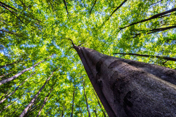 istock Crowns of beech trees with leaves 1912431218