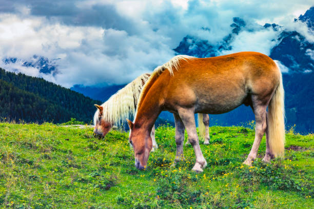 Grazing horses in alpine landscape under cloudy sky