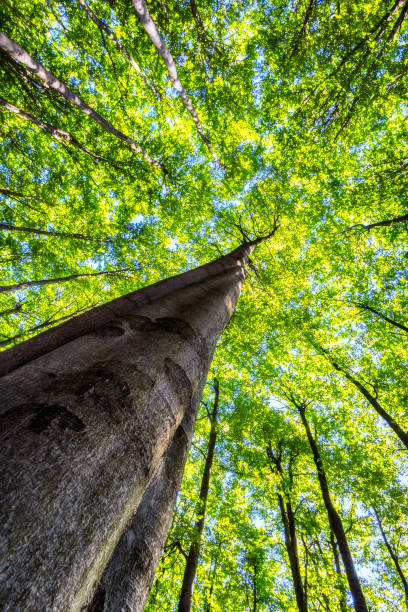 istock Crowns of beech trees with leaves 1912435882