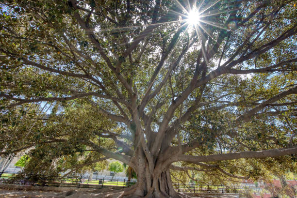 istock Sunburst through the canopy of a Banyan tree 1912445257