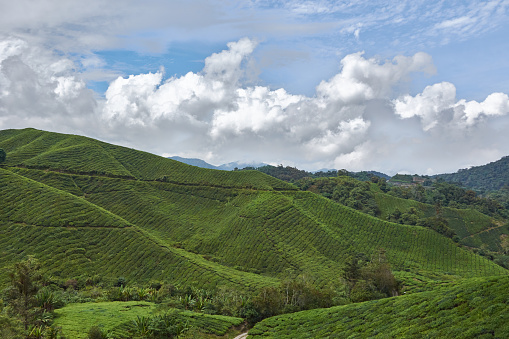 hillside view of a tea plantation in malaysia with clouds