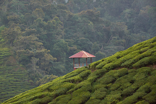 red hut in the tea fields on a foggy day with jungle background