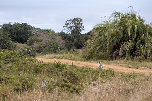 Vervet monkeys by a road at iSimangaliso wetland park, South Africa