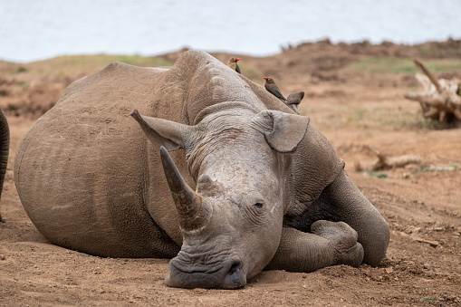 Close up portrait of a rhino resting, Hlane national park, Swaziland.