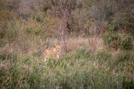 Portrait of a lioness hiding in the savannah, Kruger national park, South Africa