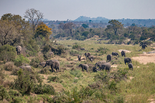 Herd of elephants eating on a green forest, Kruger national park, South Africa