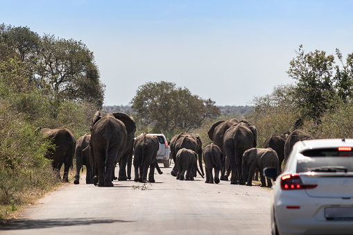 Herd of elephants crossing a road, Kruger national park, South Africa