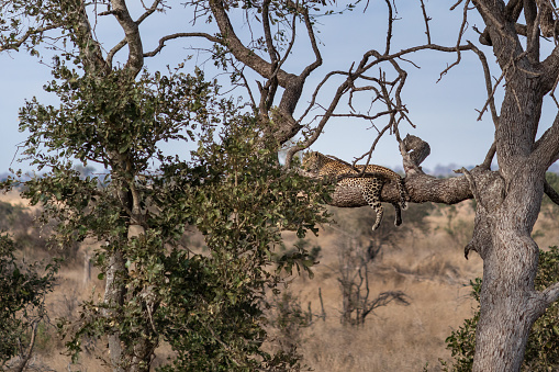 Female leopard laying on a tree branch, Kruger national park, South Africa