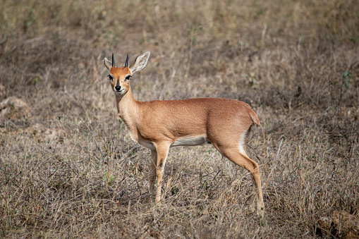 Retrato de un steenbok salvaje en el parque nacional Kruger, Sudáfrica photo