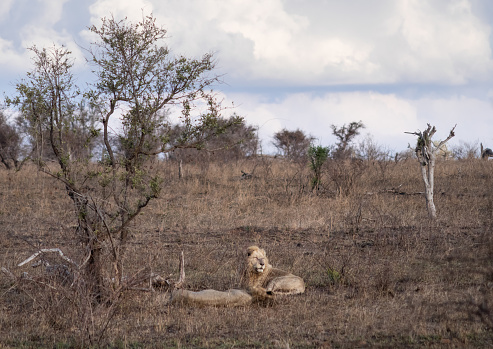 Two male lions resting, Kruger national park, South Africa