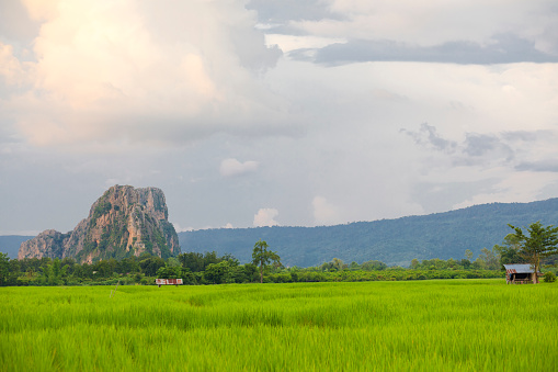 Green rice paddy in sunset landscape with rocks and hill range at horizon in outskirts of small village Paranghmee near Noen Maprang in Phitsanulok province