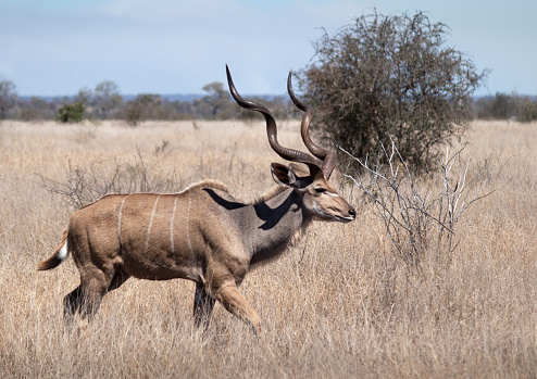 Male kudu wild mammal at Kruger national park, South Africa