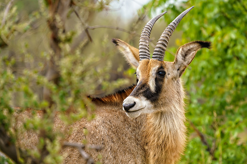 A close-up of a Roan Antilope in its natural habitat, the Moremi Game Reserve in Botswana.